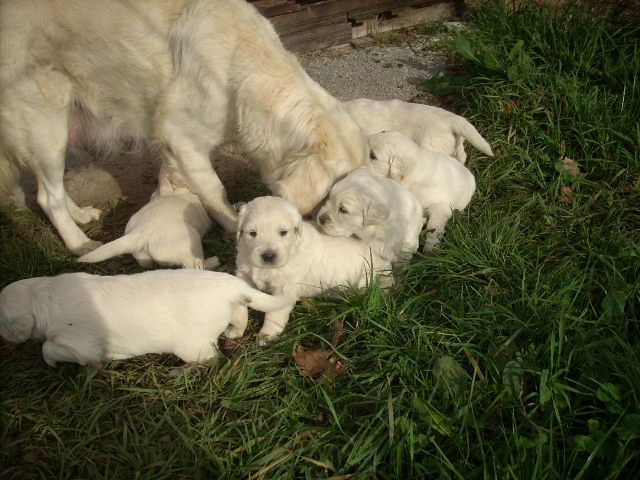 Des Buis Du Mas Del Rey - Golden Retriever - Portée née le 27/02/2017