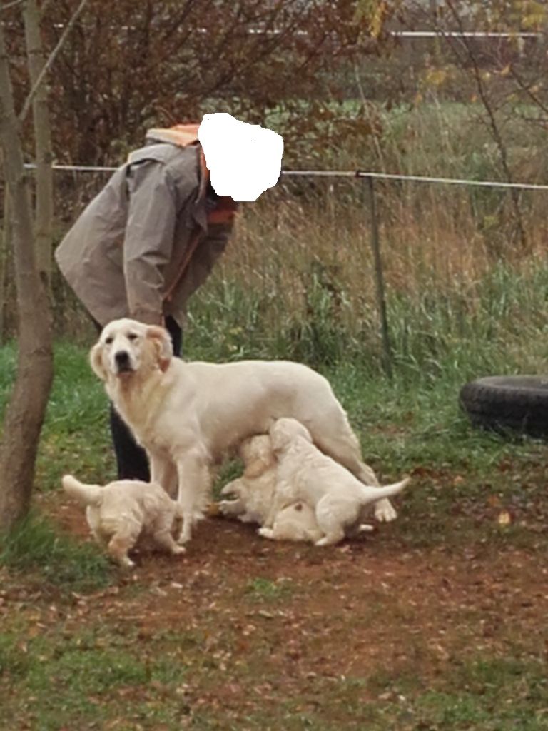 Des Buis Du Mas Del Rey - Golden Retriever - Portée née le 19/10/2018
