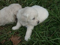 CHIOT