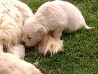 CHIOT
