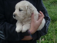 CHIOT