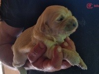 CHIOT
