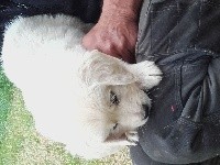 NIGEL
