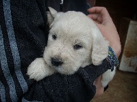 CHIOT