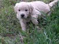 CHIOT
