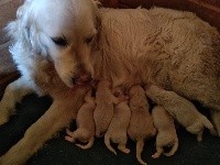 CHIOT