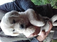 NANOUK DIT NELSON