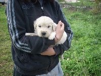 CHIOT