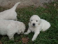 CHIOT