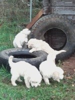 CHIOT