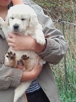 CHIOT