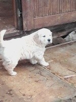 CHIOT