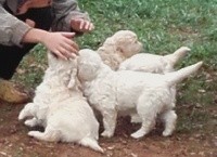 CHIOT