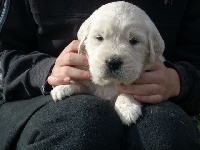 CHIOT