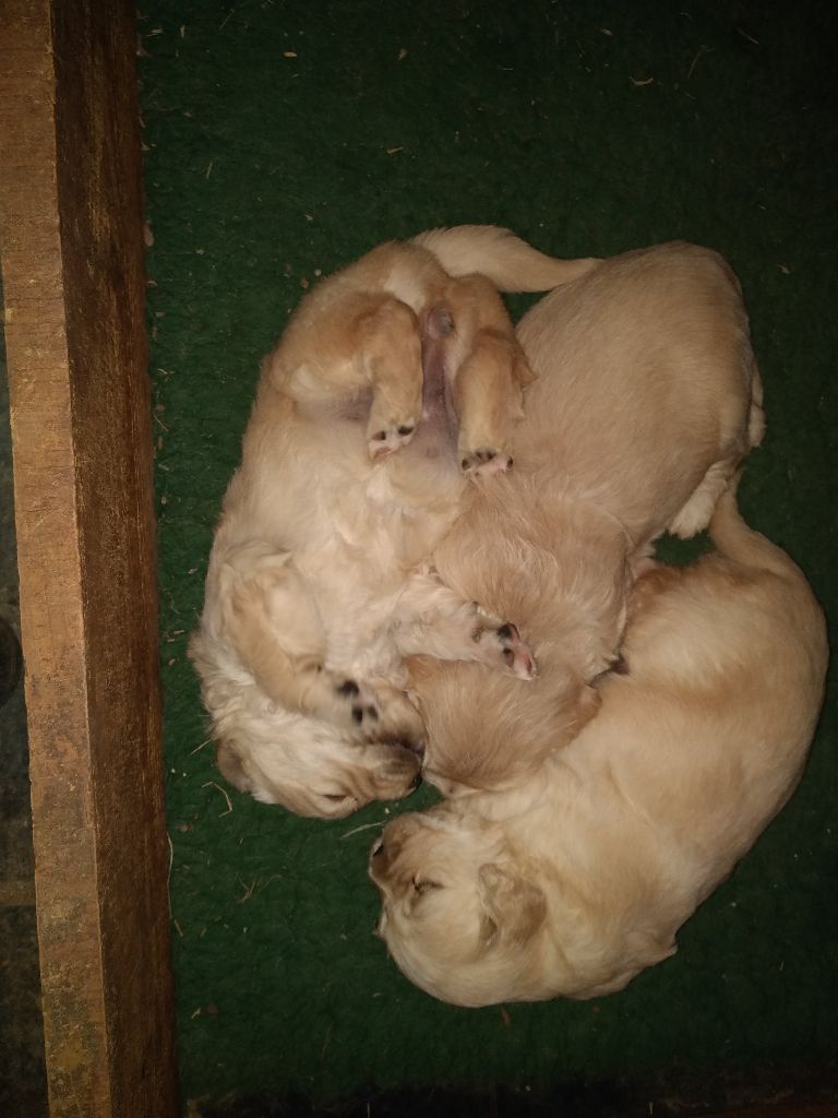 Des Buis Du Mas Del Rey - Chiots disponibles - Golden Retriever